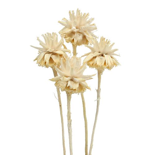 Plumosum 1 fehérített 25 db