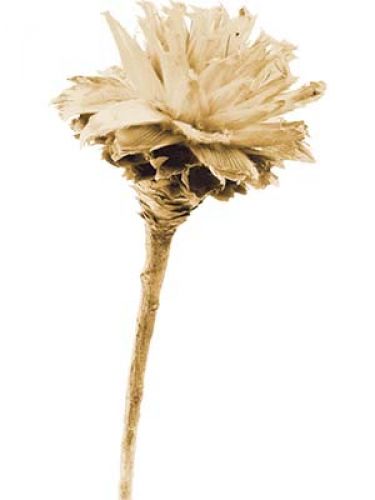 Floristik24 Plumosum 1 fej fehérített (151) 25 db