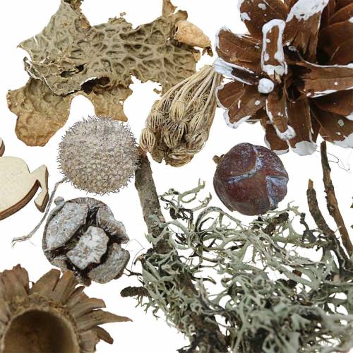 Floristik24 Száraz virágkötő kézműves készlet Adventi toboz és mohafehér mosott 150g