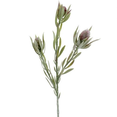 Floristik24 Protea csokor 43cm 6db