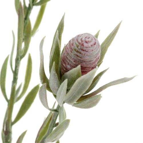 Floristik24 Protea csokor 43cm 6db