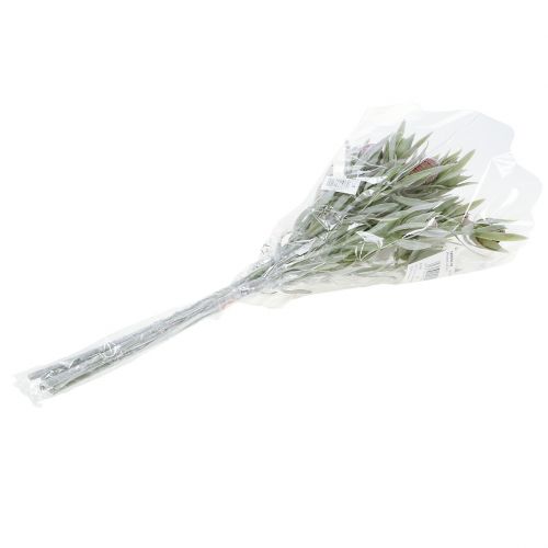 Floristik24 Protea csokor 43cm 6db