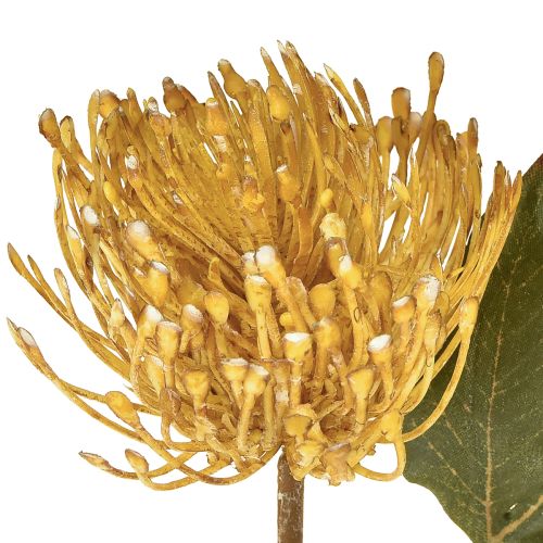 tételeket Protea művirág Leucospermum tűpárna sárga 30cm 6 db