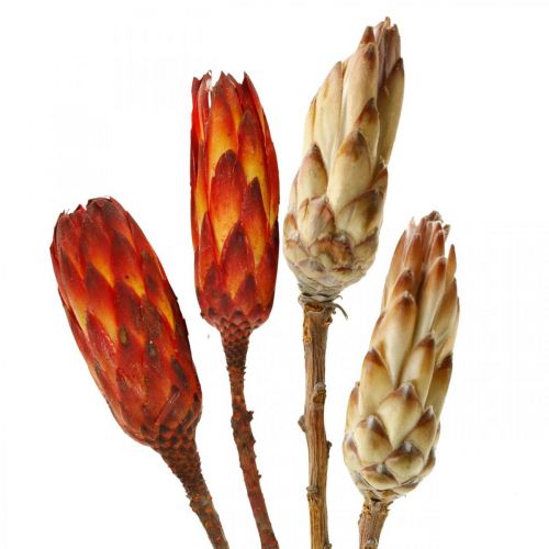 Floristik24 Protea Mix, Szárított Virágok Respens Natural/Red 13 db