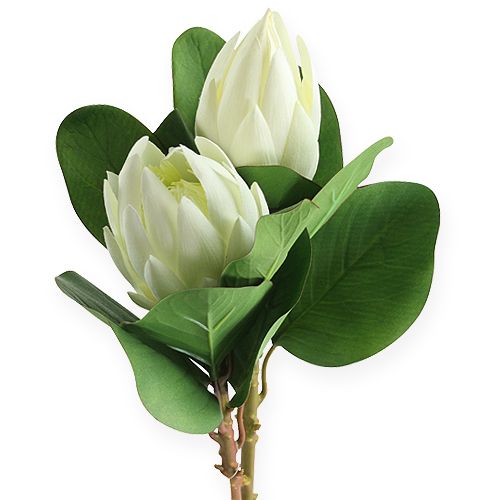 Floristik24 Protea fehér 54cm 2db