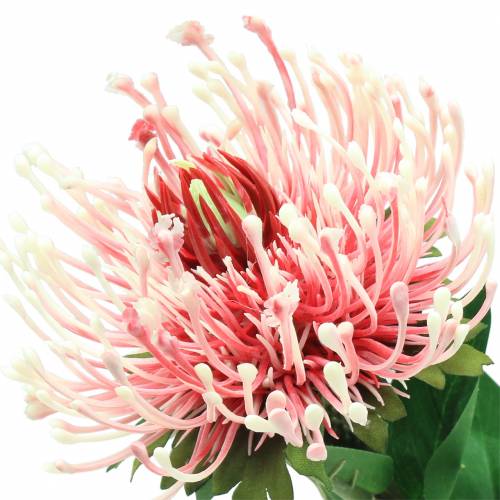 tételeket Protea Artificial Pink 73cm