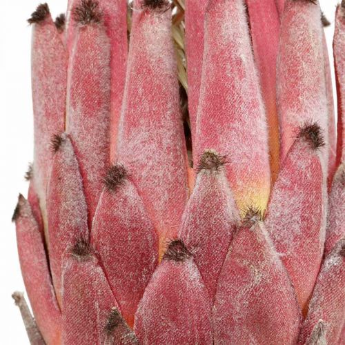 Floristik24 Artificial Protea Red Exotic művirág H55cm