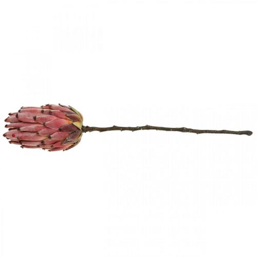 Floristik24 Artificial Protea Red Exotic művirág H55cm