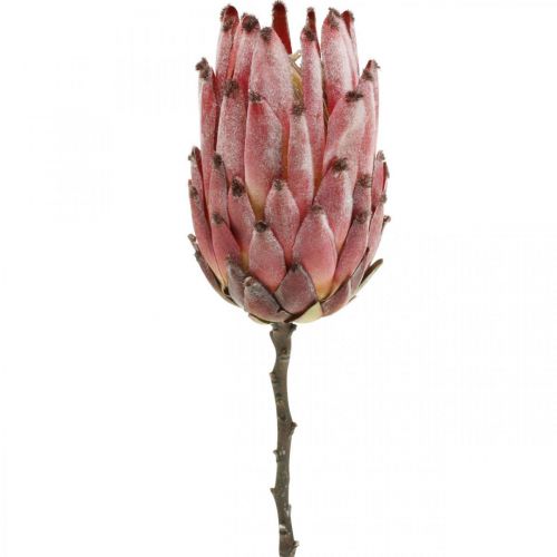 Floristik24 Artificial Protea Red Exotic művirág H55cm