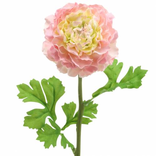 Floristik24 Ranunculus rózsaszín H45cm