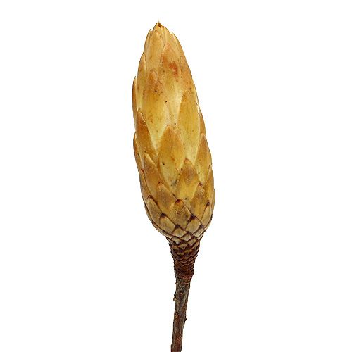 Floristik24 Repens krém kicsi 50 db