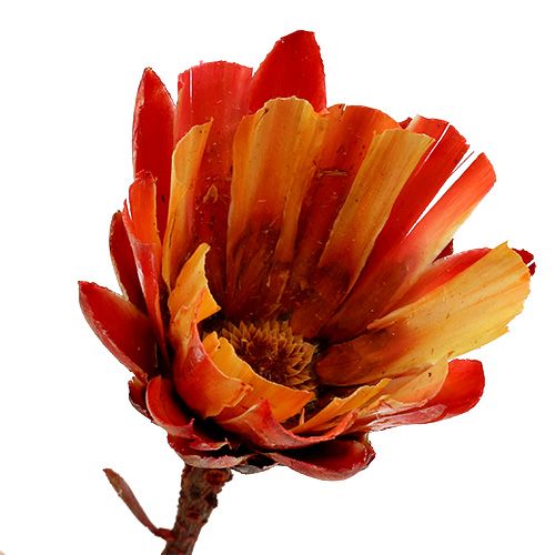 tételeket Repens Cup Red 25 db