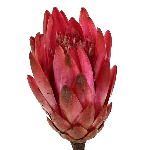 tételeket Repens Erika 25 db