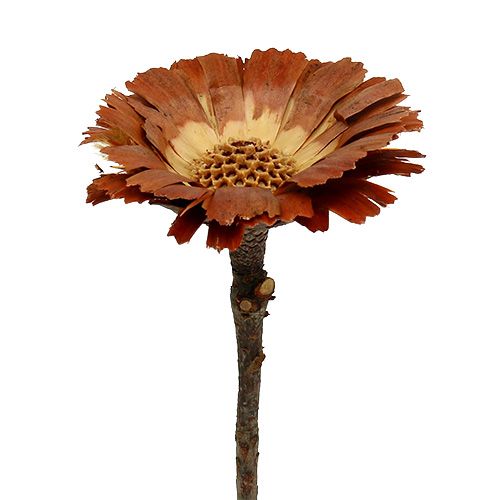 Repens Rosette Light 8-9cm 25 db