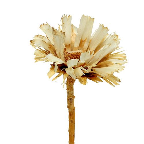 tételeket Repens rozetta fehérített 8-9cm 20 db