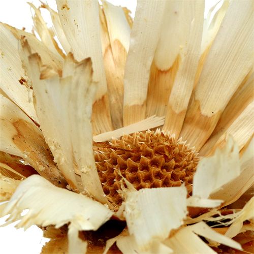 tételeket Repens rozetta fehérített 8-9cm 20 db