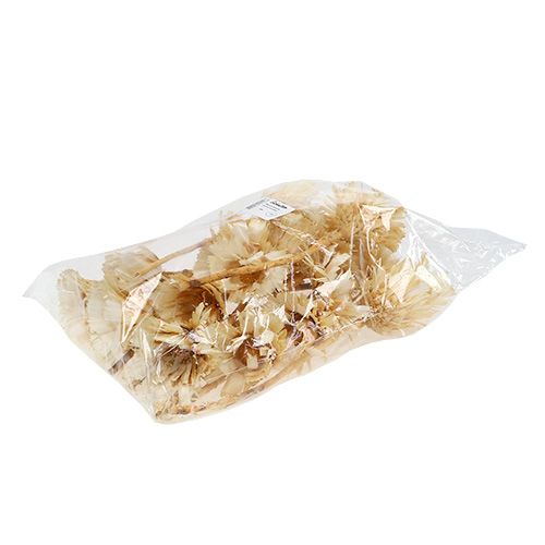 tételeket Repens rozetta fehérített 8-9cm 20 db