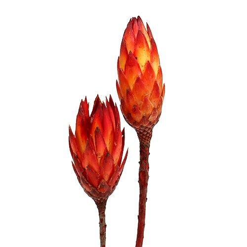 Floristik24 Repens Red 2 tónusú 25 db