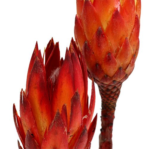 tételeket Repens Red 2 tónusú 25 db