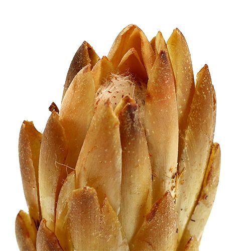 tételeket Repens krém 25 db