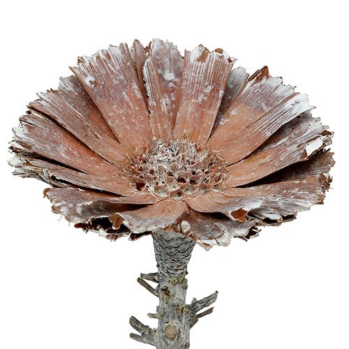 tételeket Repens rozetta 6-7cm fehér mosott 25 db