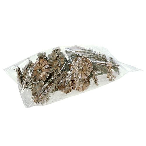 tételeket Repens rozetta 6-7cm fehér mosott 25 db