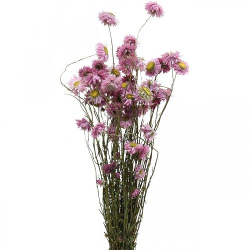 Floristik24 Szalmavirág szárított virágok rózsaszín akroklinium csokor 20g