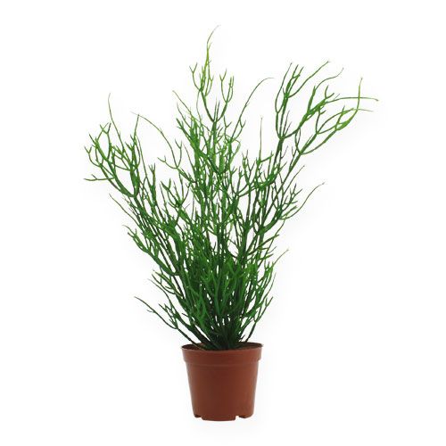 Floristik24 Rhipsalis 32 cm-es zöld cserépben