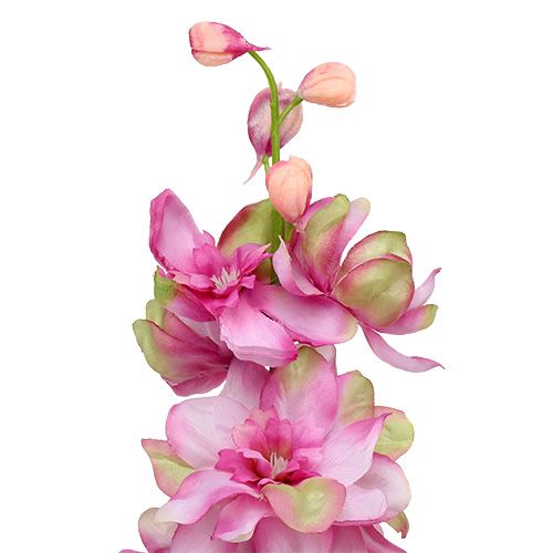 Floristik24 Larkspur Pink 60cm