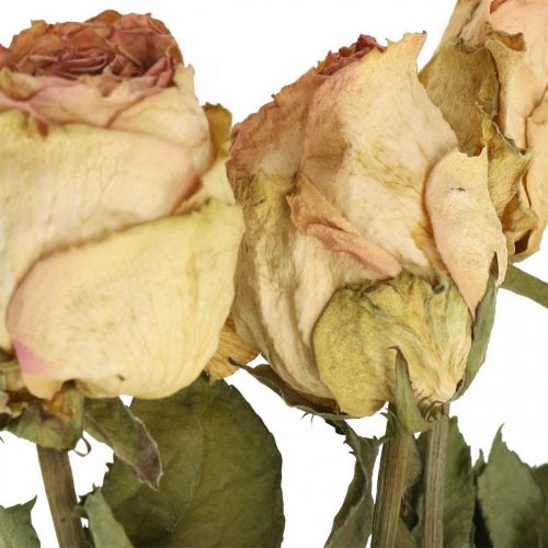 Floristik24 Díszrózsák, szárított virág, szárított rózsa, Valentin nap, temetési virágok, rusztikus rózsák sárga-rózsaszín L48cm 5db