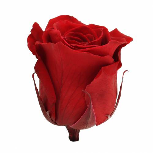 tételeket Infinity Roses Large Ø5,5-6cm Piros 6 db