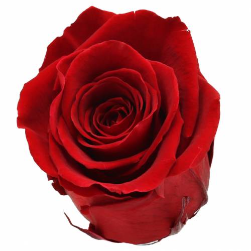 Infinity rózsák nagy Ø5,5-6cm piros 6db