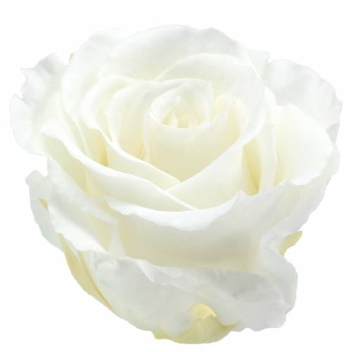 Infinity rózsák nagy Ø5,5-6cm fehér 6db