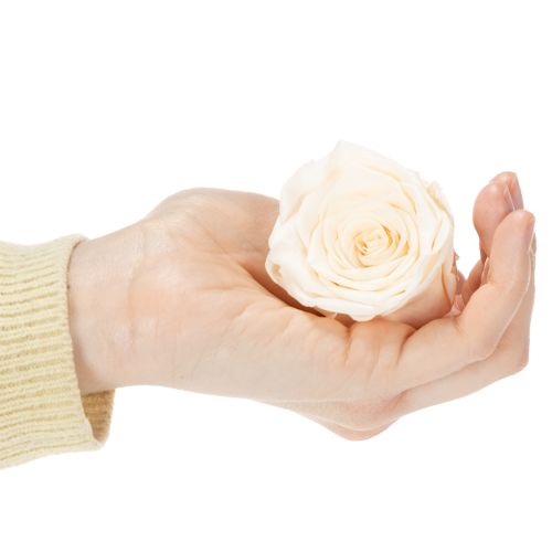 tételeket Rózsafejek, tartósított virágok elegáns virágdíszekhez, 5 cm, 6 darab