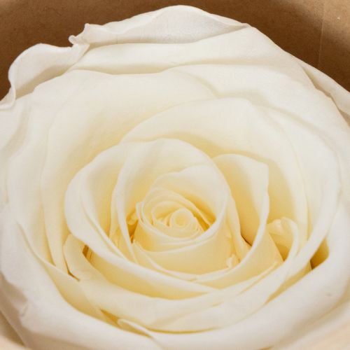 tételeket Tartósított Rózsafejek, Tartós Asztaldísz Romantikus Hangulathoz, Esküvői Dekoráció, 5cm, 6 Darab