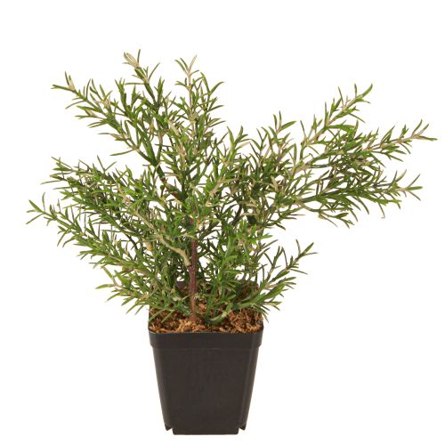tételeket Rozmaring cserépben Mesterséges gyógynövények Zöld növények H24cm