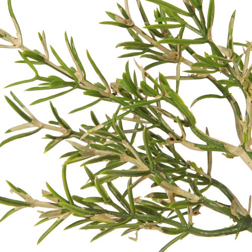 tételeket Rozmaring cserépben Mesterséges gyógynövények Zöld növények H24cm