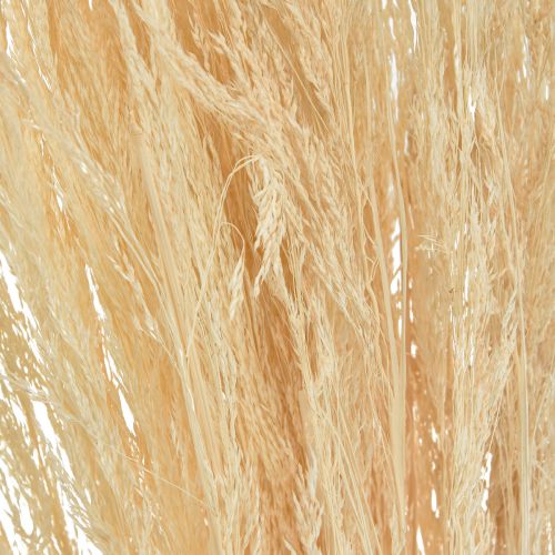 Floristik24 Szárított réti perje (Agrostis Capillaris) fehérített 65 cm 80 g