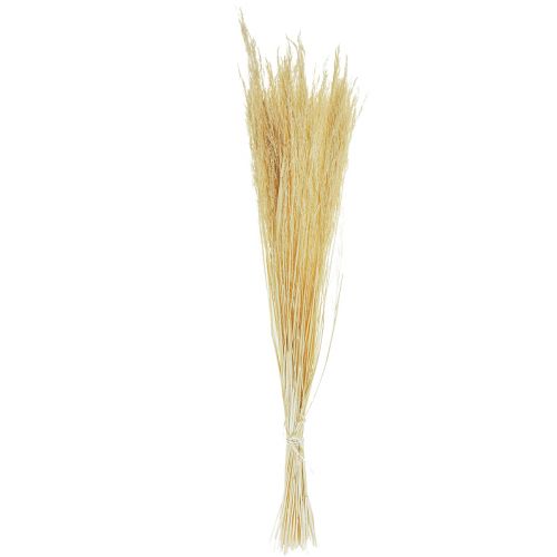 Floristik24 Szárított réti perje (Agrostis Capillaris) fehérített 65 cm 80 g