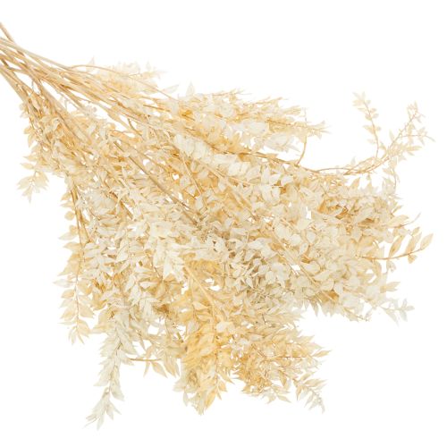 Szárított ruscus díszág, fehérített ruscus, 200g | Floristik24.hu