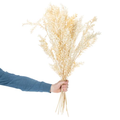 Szárított ruscus díszág, fehérített ruscus, 200g | Floristik24.hu