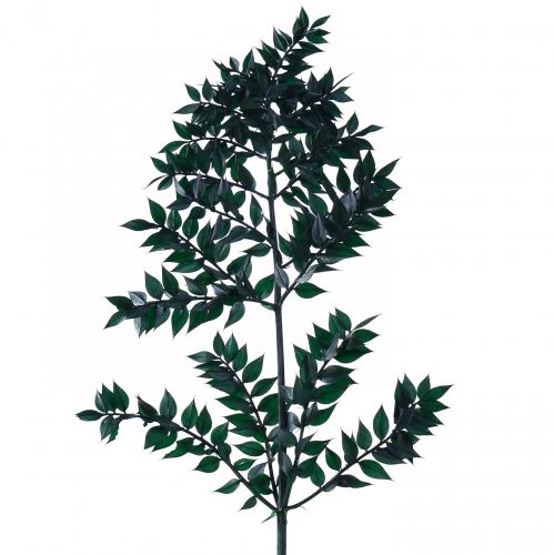 tételeket Ruscus zöld dekoratív ágak sötétzöld 75-95cm 1kg