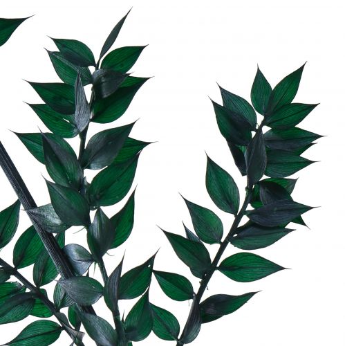 tételeket Ruscus zöld dekoratív ágak sötétzöld 75-95cm 1kg
