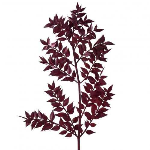 tételeket Ruscus Red dekoratív ágak szárított sötétvörös 75-95cm 1kg