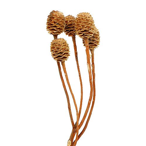 Floristik24 Sabulosum ágonként 4-6 fej 25 db