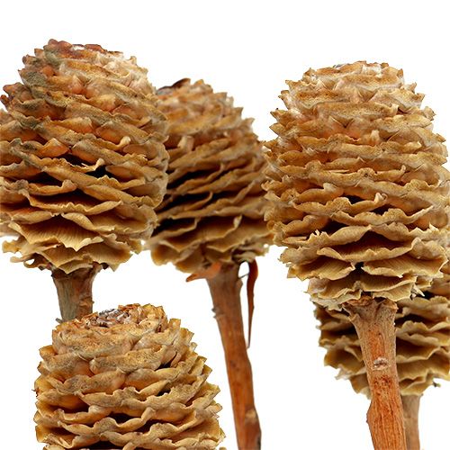 tételeket Sabulosum ágonként 4-6 fej 25 db