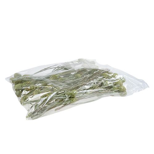 tételeket Sabulosum ág 4-6 Zöld matt 25 db