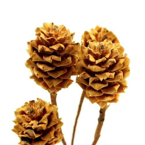 tételeket Salignum light 4-6 virág a Leucadendron ágon 100 db