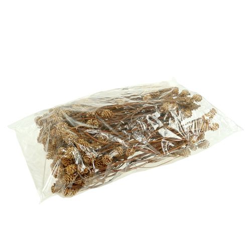 tételeket Salignum light 4-6 virág a Leucadendron ágon 100 db