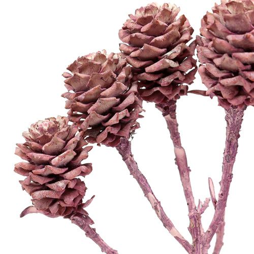 tételeket Salignum szeder fagyasztott 25 db